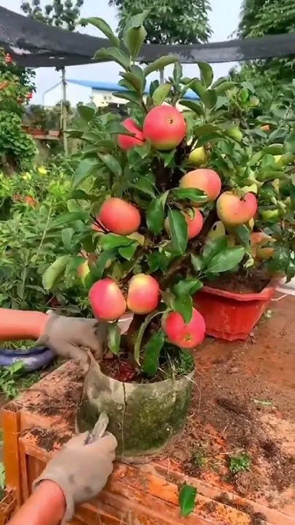 APPLE_FRUIT_PLANT_HRMN-99_HIBRID__(Pack_Of_1)
