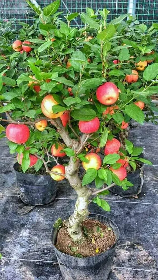 APPLE_FRUIT_PLANT_HRMN-99_HIBRID__(Pack_Of_1)