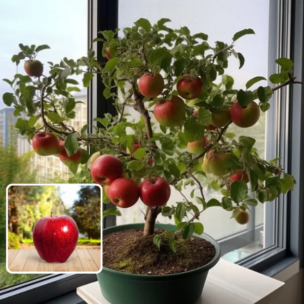 APPLE_FRUIT_PLANT_HRMN-99_HIBRID__(Pack_Of_1)