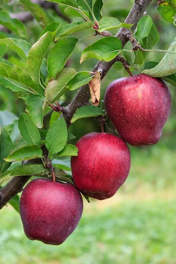 APPLE_FRUIT_PLANT_HRMN-99_HIBRID__(Pack_Of_1)