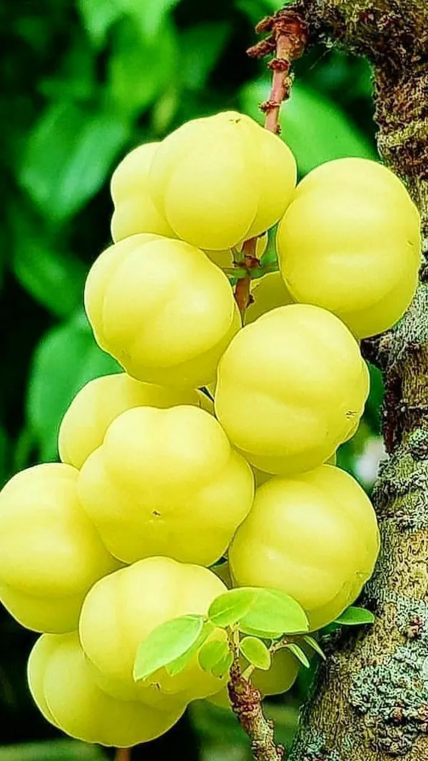 Airlayered_star_gooseberry_plant__(Pack_Of_1)