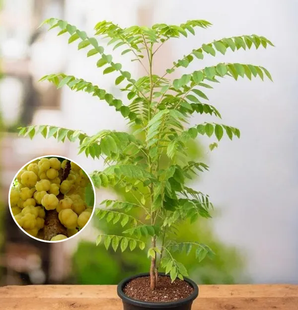 Airlayered_star_gooseberry_plant__(Pack_Of_1)
