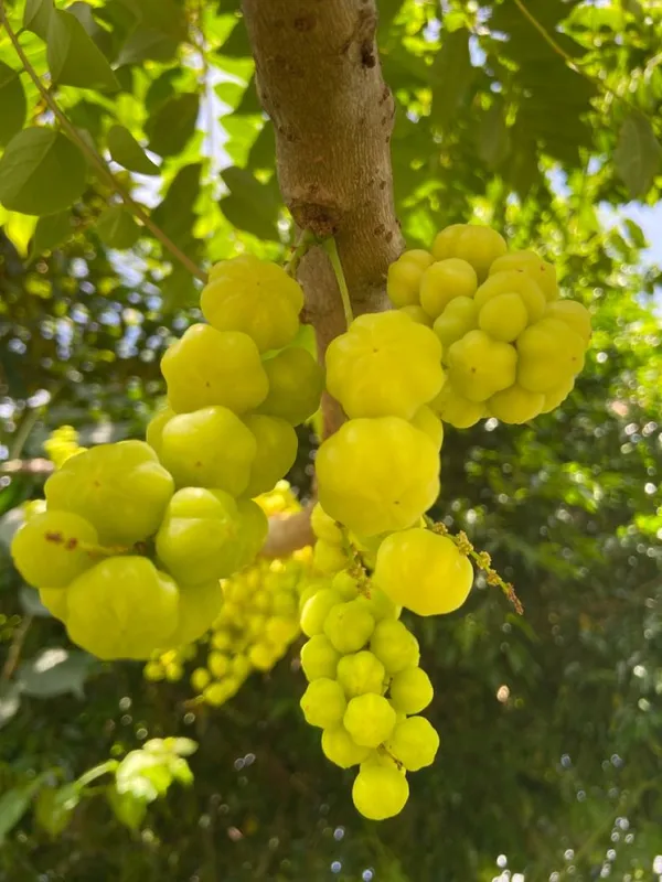 Airlayered_star_gooseberry_plant__(Pack_Of_1)