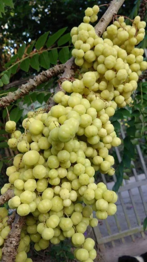Airlayered_star_gooseberry_plant__(Pack_Of_1)