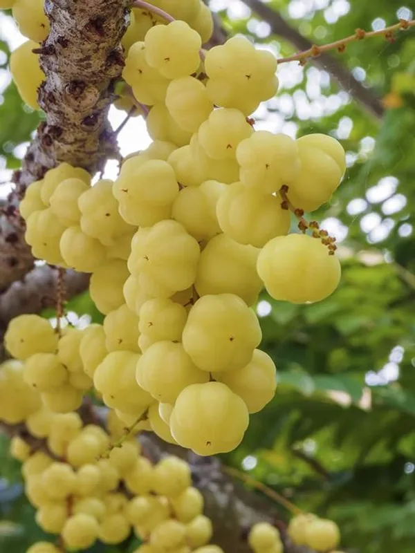 Airlayered_star_gooseberry_plant__(Pack_Of_1)