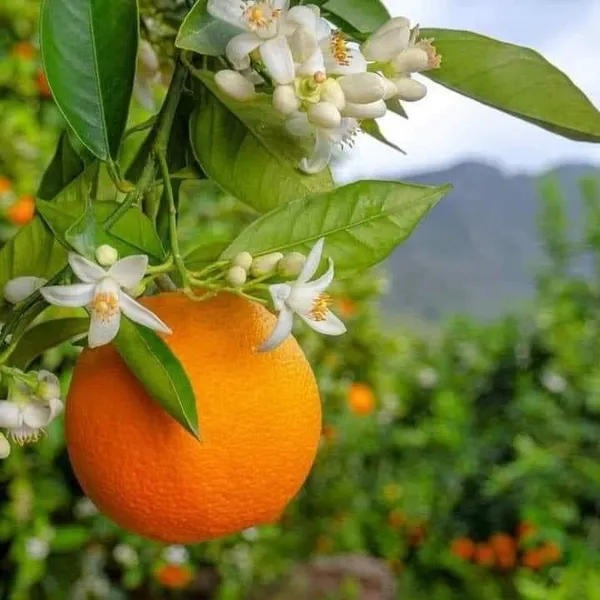 Amber_Glow_Orange_Plant_(Pack_Of_1)