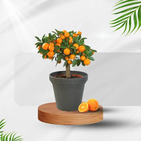 Amber_Glow_Orange_Plant_(Pack_Of_1)