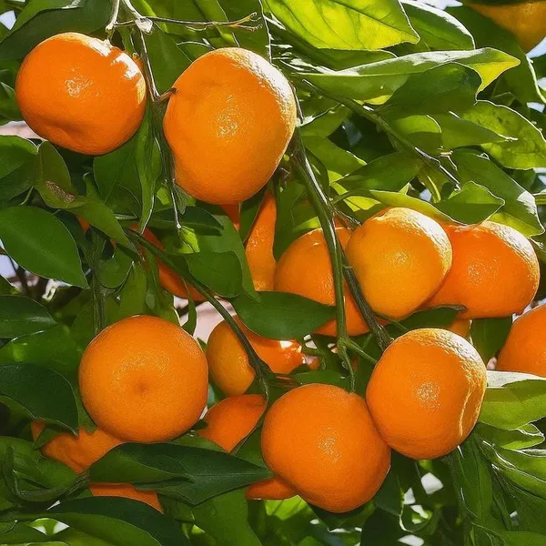 Amber_Glow_Orange_Plant_(Pack_Of_1)