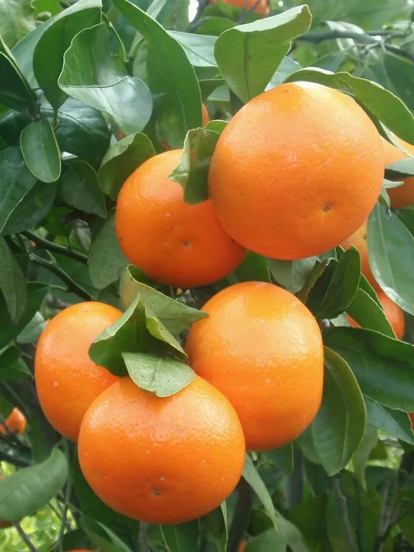 Amber_Glow_Orange_Plant_(Pack_Of_1)