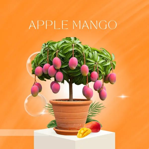 Apple_Mango_Plant_Grafting_And_Hybrid_(Pack_Of_1)