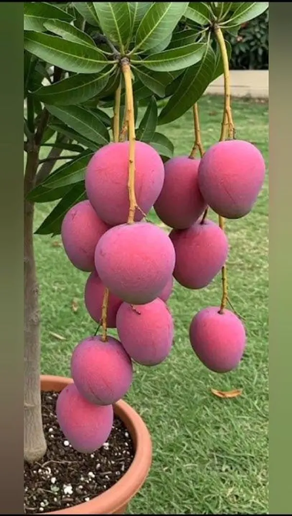 Apple_Mango_Plant_Grafting_And_Hybrid_(Pack_Of_1)