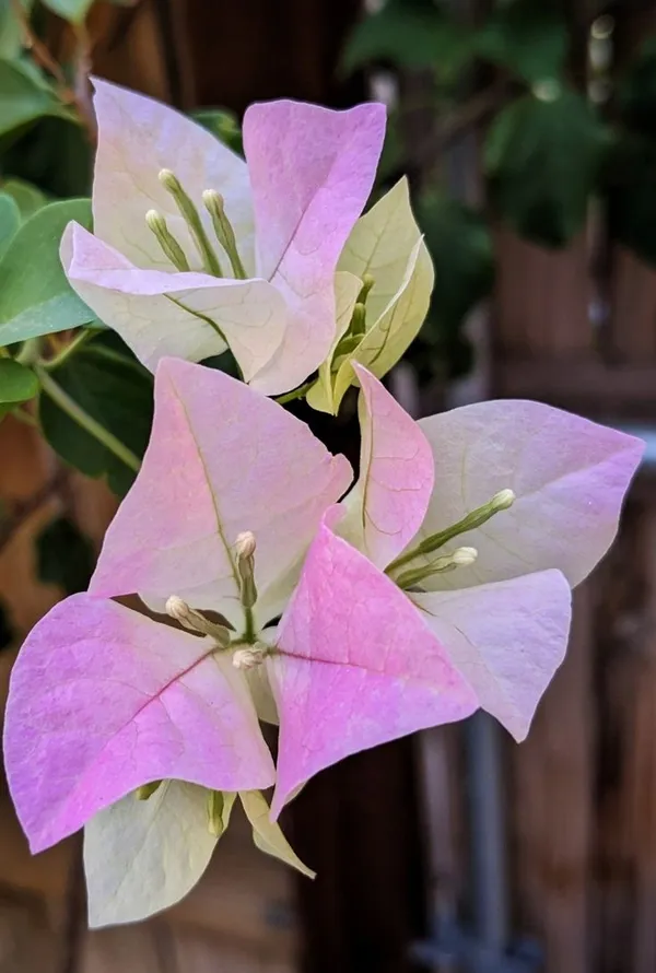 Begum_Sikander_Bougainvillea_(Pack_Of_1)