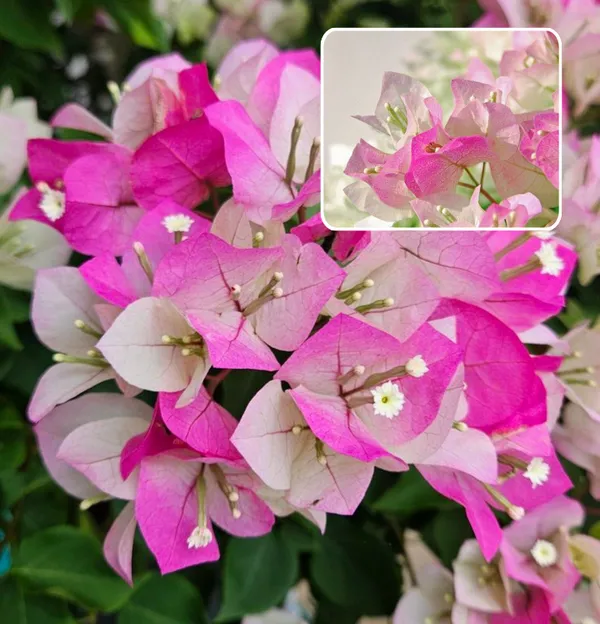 Begum_Sikander_Bougainvillea_(Pack_Of_1)