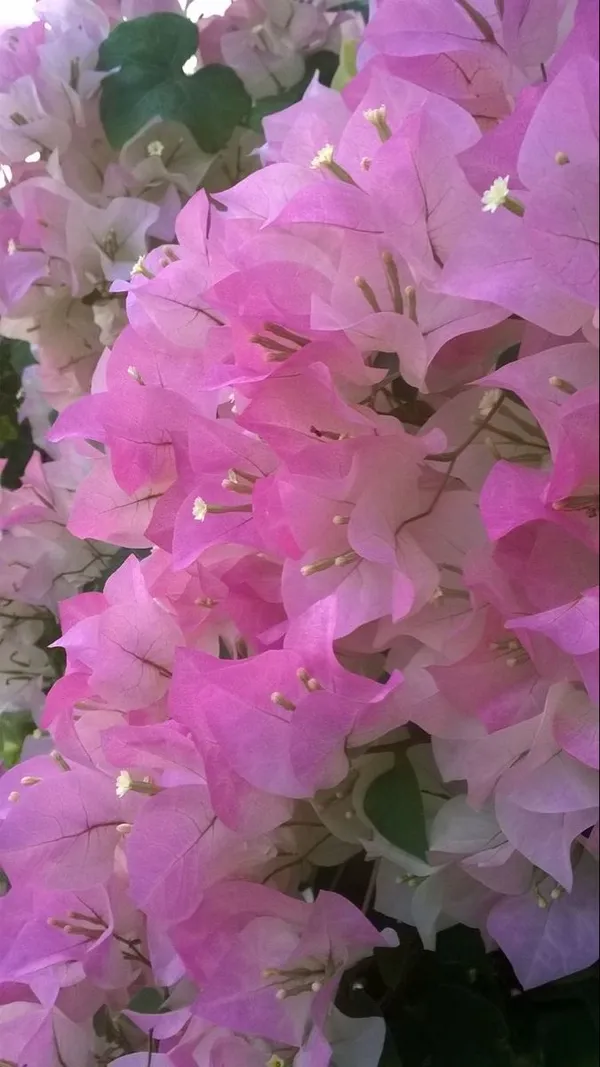 Begum_Sikander_Bougainvillea_(Pack_Of_1)