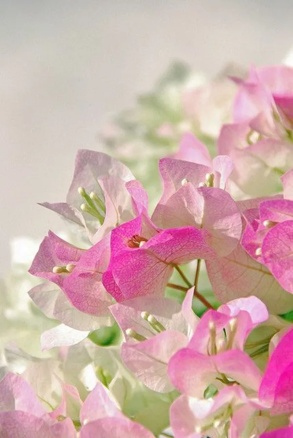 Begum_Sikander_Bougainvillea_(Pack_Of_1)