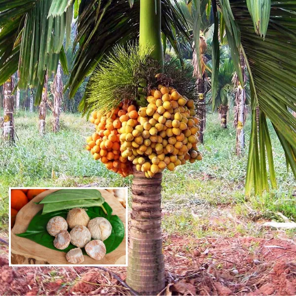 Betel_Nut_Supari_Plant_(Pack_Of_1)