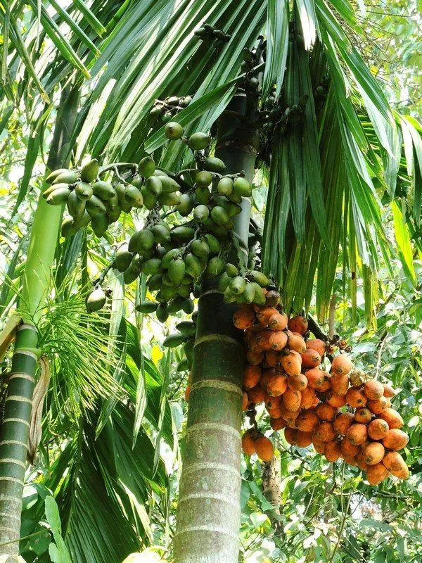 Betel_Nut_Supari_Plant_(Pack_Of_1)