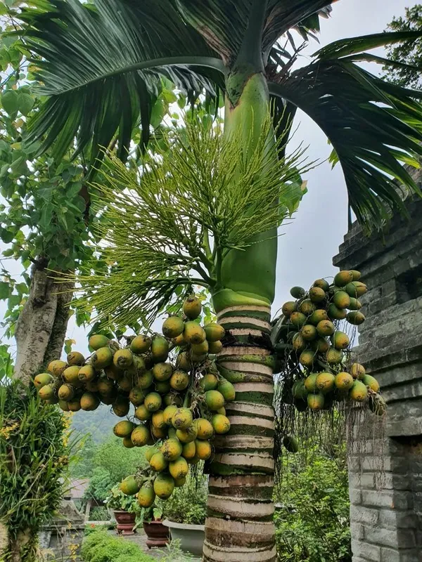 Betel_Nut_Supari_Plant_(Pack_Of_1)
