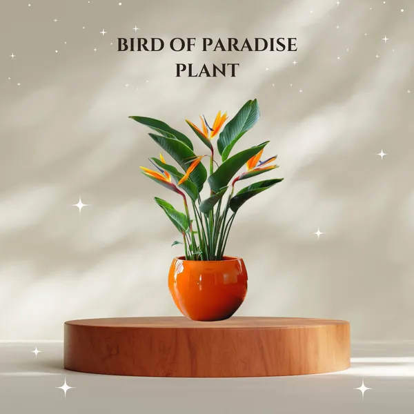 Bird_Of_Paradice_(Pack_Of_1)