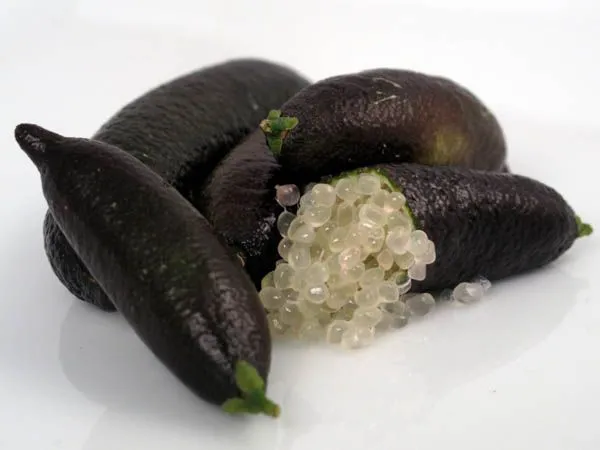 Black_Finger_Lemon_Plant_(Pack_Of_1)