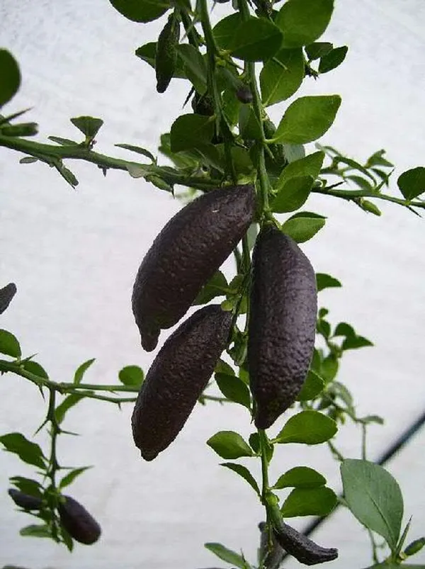 Black_Finger_Lemon_Plant_(Pack_Of_1)