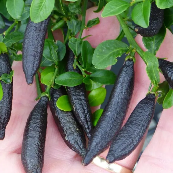 Black_Finger_Lemon_Plant_(Pack_Of_1)