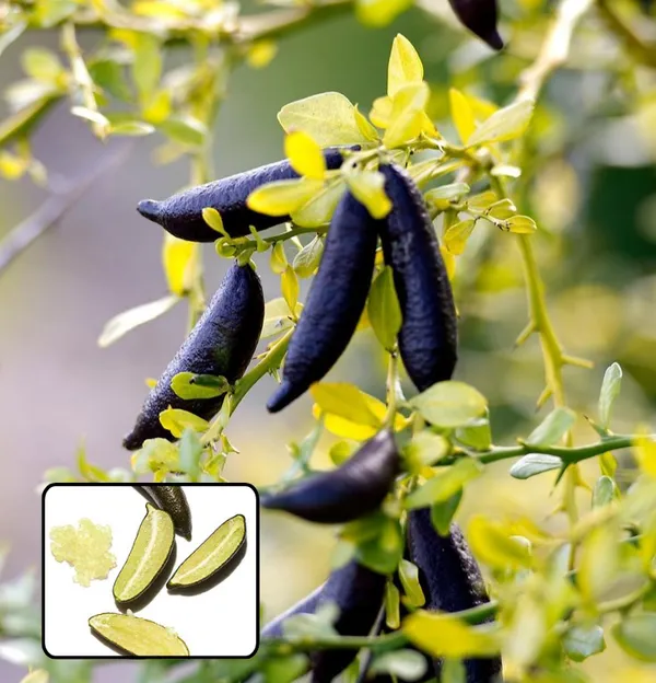 Black_Finger_Lemon_Plant_(Pack_Of_1)