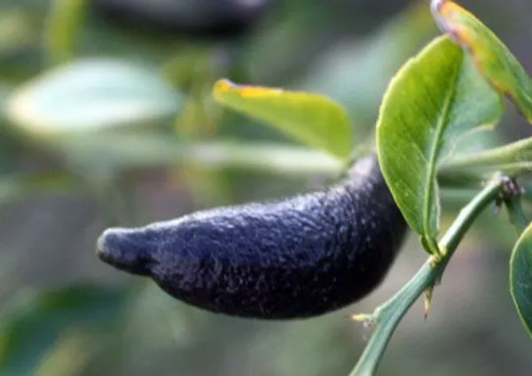Black_Finger_Lemon_Plant_(Pack_Of_1)