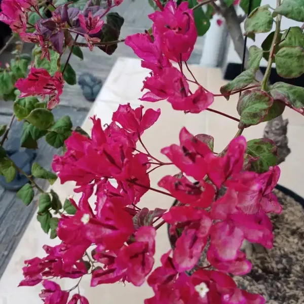 Black_Maria_Bougainvillea_Flowers_Plant_(Pack_Of_1)