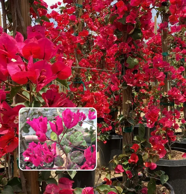 Black_Maria_Bougainvillea_Flowers_Plant_(Pack_Of_1)