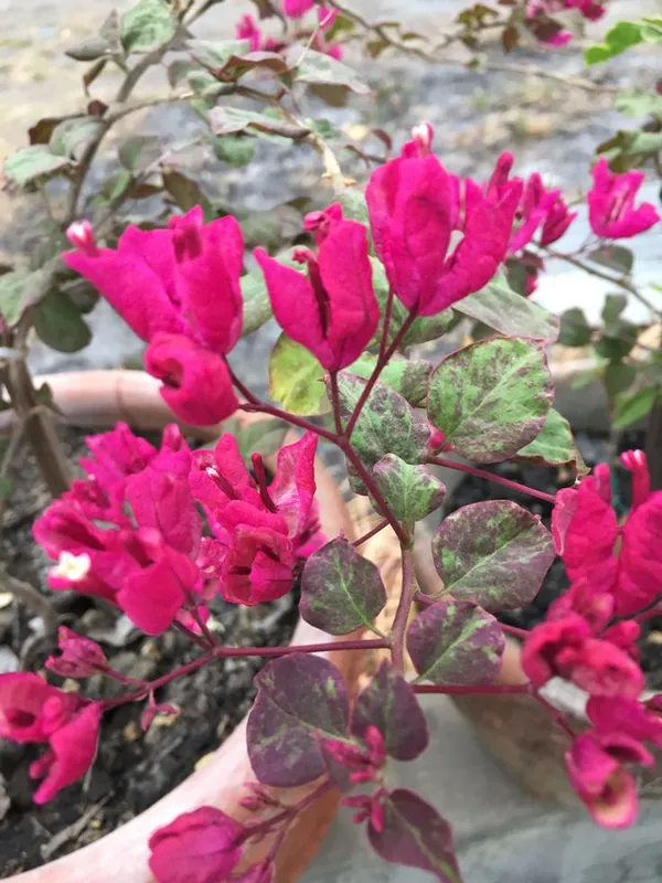 Black_Maria_Bougainvillea_Flowers_Plant_(Pack_Of_1)