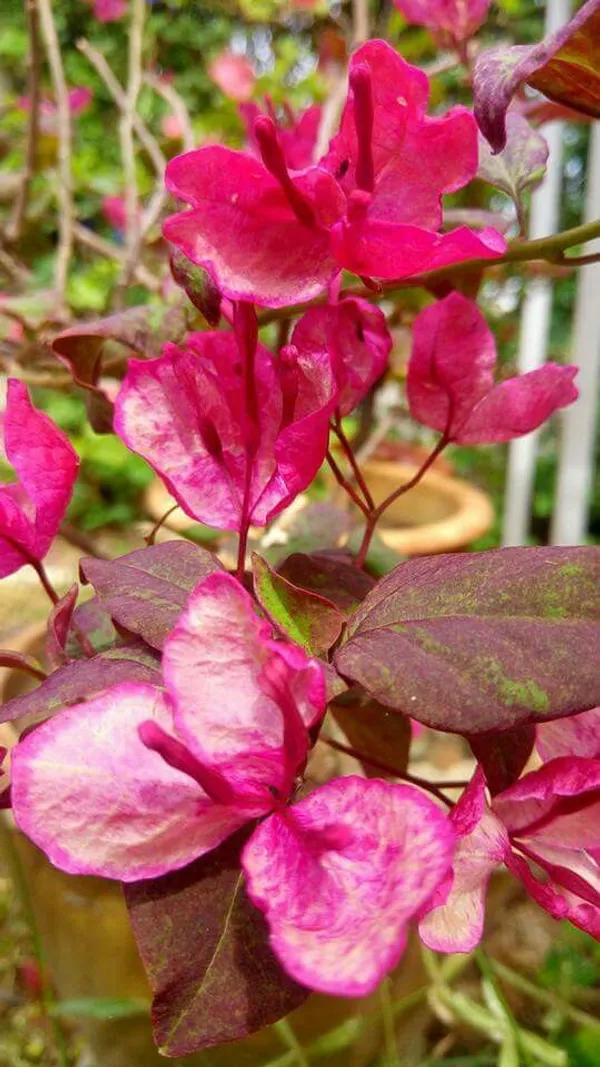 Black_Maria_Bougainvillea_Flowers_Plant_(Pack_Of_1)