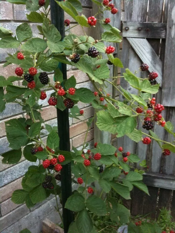 Blackberry_Plant_Hybrid_Plant_(Pack_Of_1)