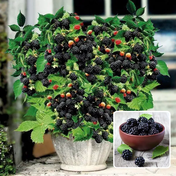 Blackberry_Plant_Hybrid_Plant_(Pack_Of_1)