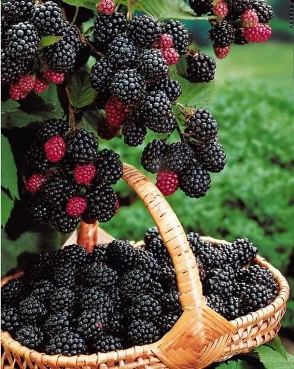 Blackberry_Plant_Hybrid_Plant_(Pack_Of_1)