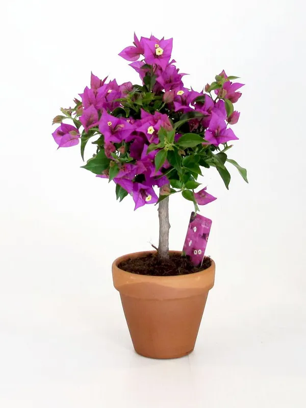 Blush_Pink_Bougainvillea_Plant_(Pack_Of_1)