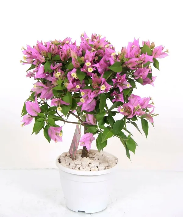 Blush_Pink_Bougainvillea_Plant_(Pack_Of_1)