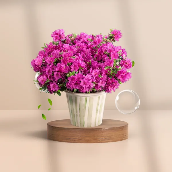Blush_Pink_Bougainvillea_Plant_(Pack_Of_1)