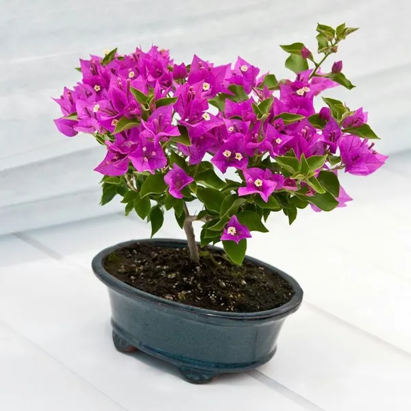 Blush_Pink_Bougainvillea_Plant_(Pack_Of_1)