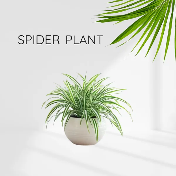 Celestial_Spider_Plant__(Pack_Of_1)