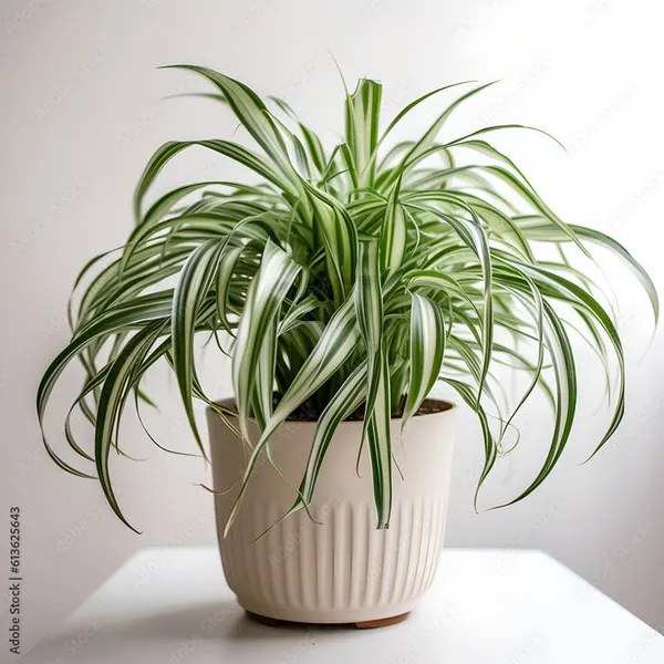 Celestial_Spider_Plant__(Pack_Of_1)