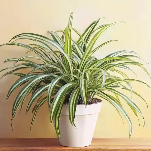Celestial_Spider_Plant__(Pack_Of_1)