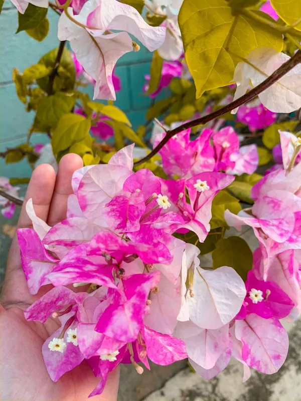Chili_Ice_Cream_Bougainvillea_Plant__(Pack_Of_1)