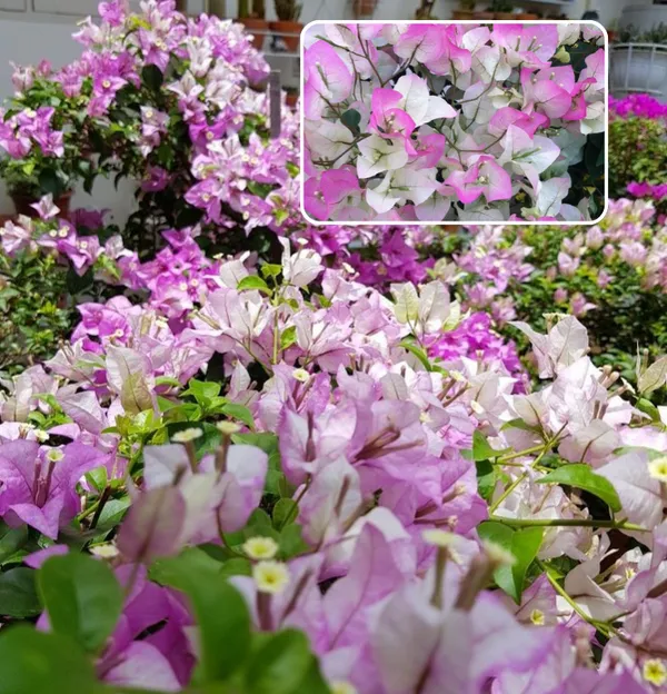 Chili_Ice_Cream_Bougainvillea_Plant__(Pack_Of_1)