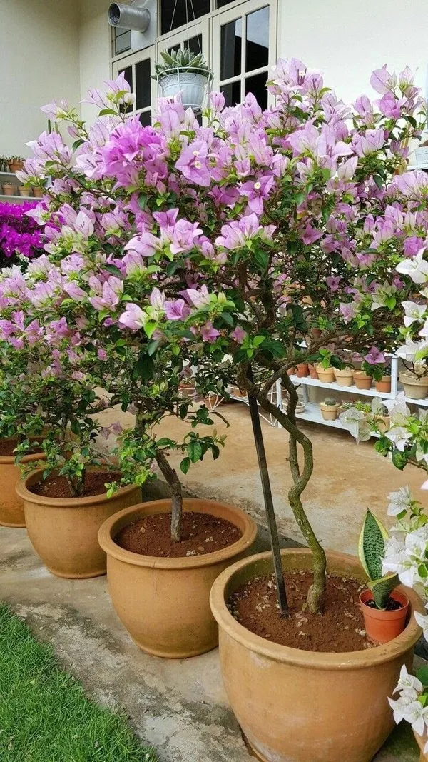 Chili_Ice_Cream_Bougainvillea_Plant__(Pack_Of_1)
