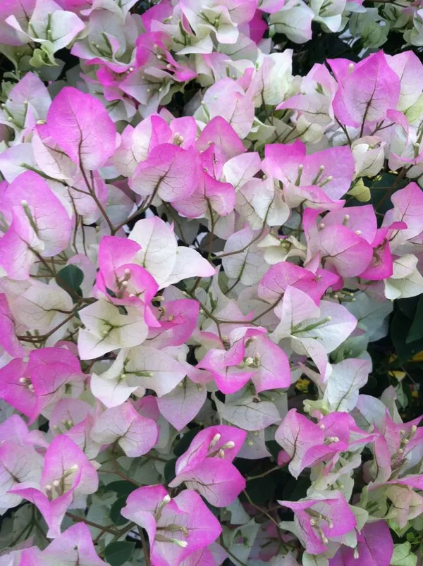 Chili_Ice_Cream_Bougainvillea_Plant__(Pack_Of_1)