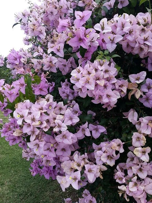 Chili_Ice_Cream_Bougainvillea_Plant__(Pack_Of_1)