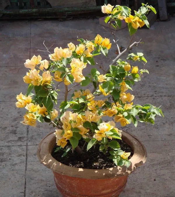 Hybrid_Chili_Yellow_Bougainvillea_Plant__(Pack_Of_1)