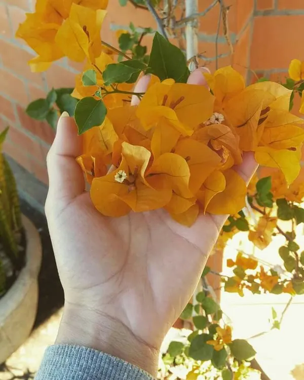 Hybrid_Chili_Yellow_Bougainvillea_Plant__(Pack_Of_1)