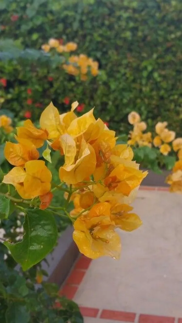 Hybrid_Chili_Yellow_Bougainvillea_Plant__(Pack_Of_1)